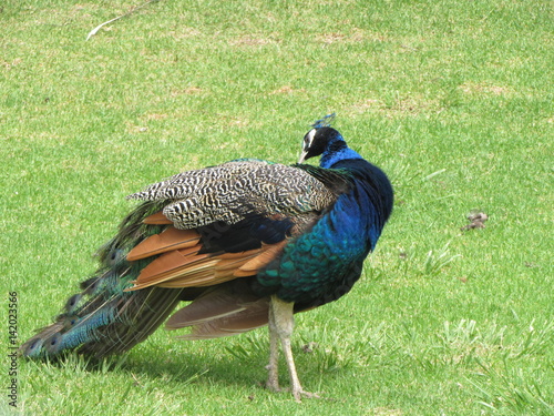 pavo real