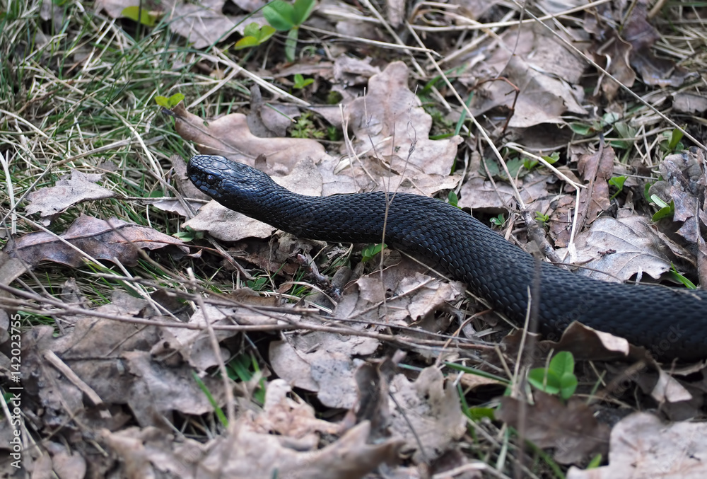 Fototapeta premium Black snake at the forest on grass