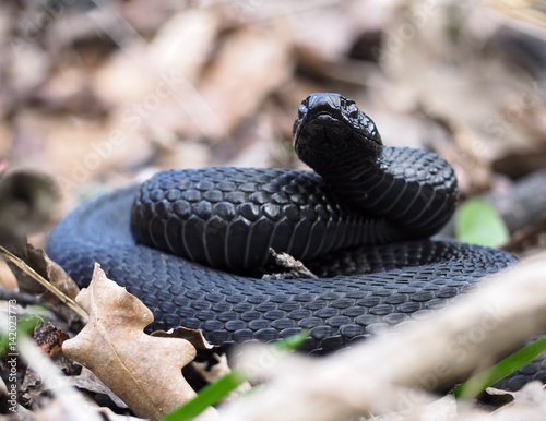 Black snake at the forest on leaves curled up in a ball photo