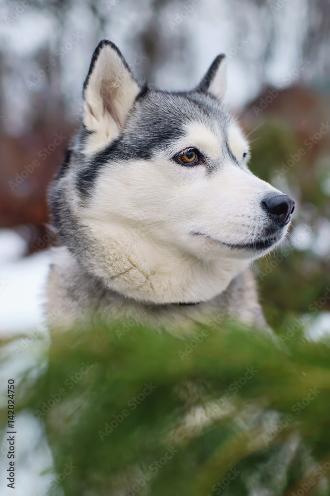 Grey husky cheap dog