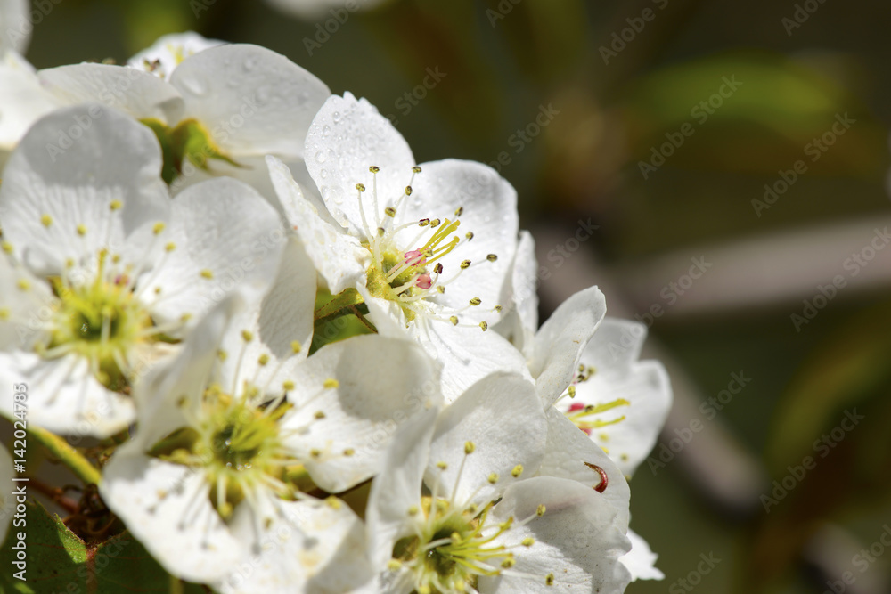 Pear flower blooming Pear flower blooming