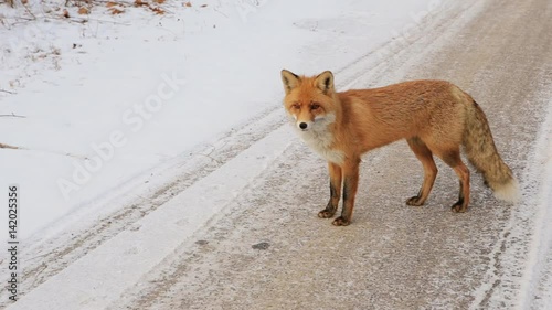 Red Fox Vulpes vulpes during the winter with the snow covered ground