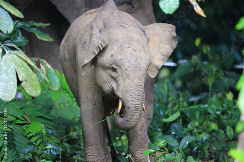 Borneo elephant (Elephas maximus borneensis) in Sabah, Borneo