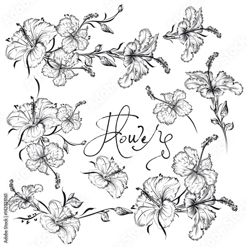 Collection of beautiful hibiscus flowers in engraved style