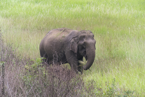 Asian elephant in Khao Yai ...