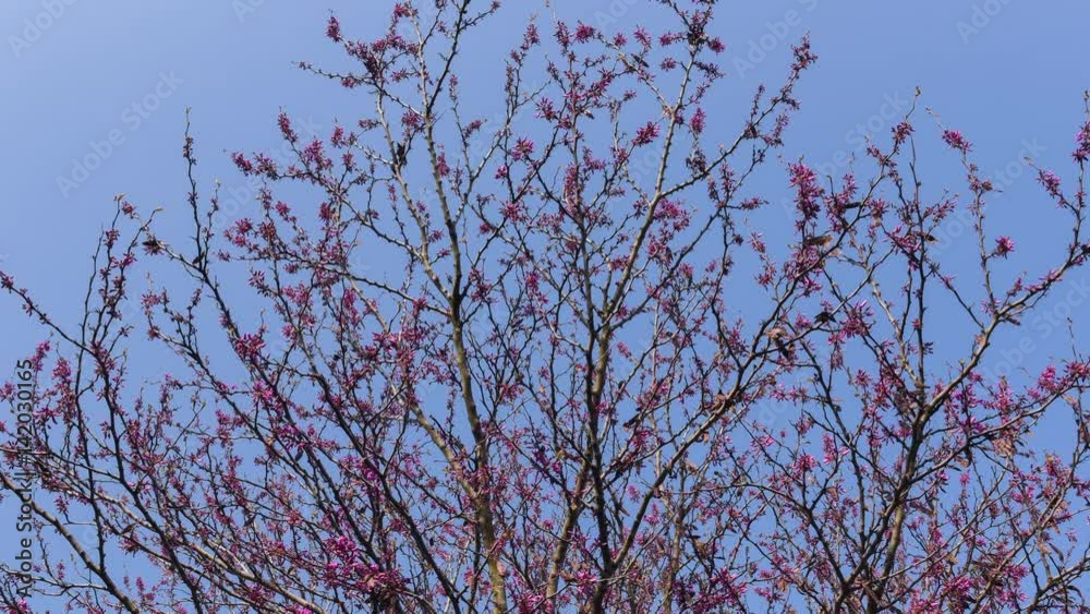 Judas tree purple flowers on blue sky, timelapse and zoom in, spring season