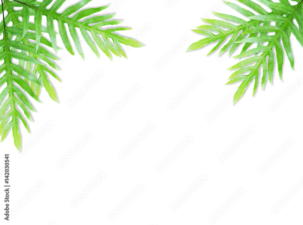 Obraz premium Fern leaf isolated