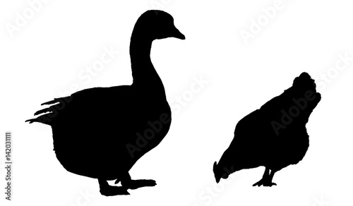 Vector illustration  silhouette of goose and chicken isolated on white background