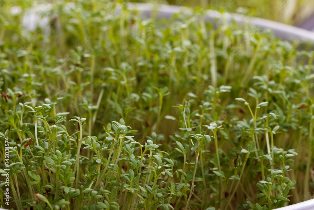 Obraz premium Fresh cress salad