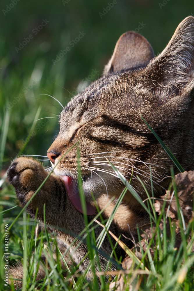 Katze putzt sich im Gras Stock Photo Adobe Stock
