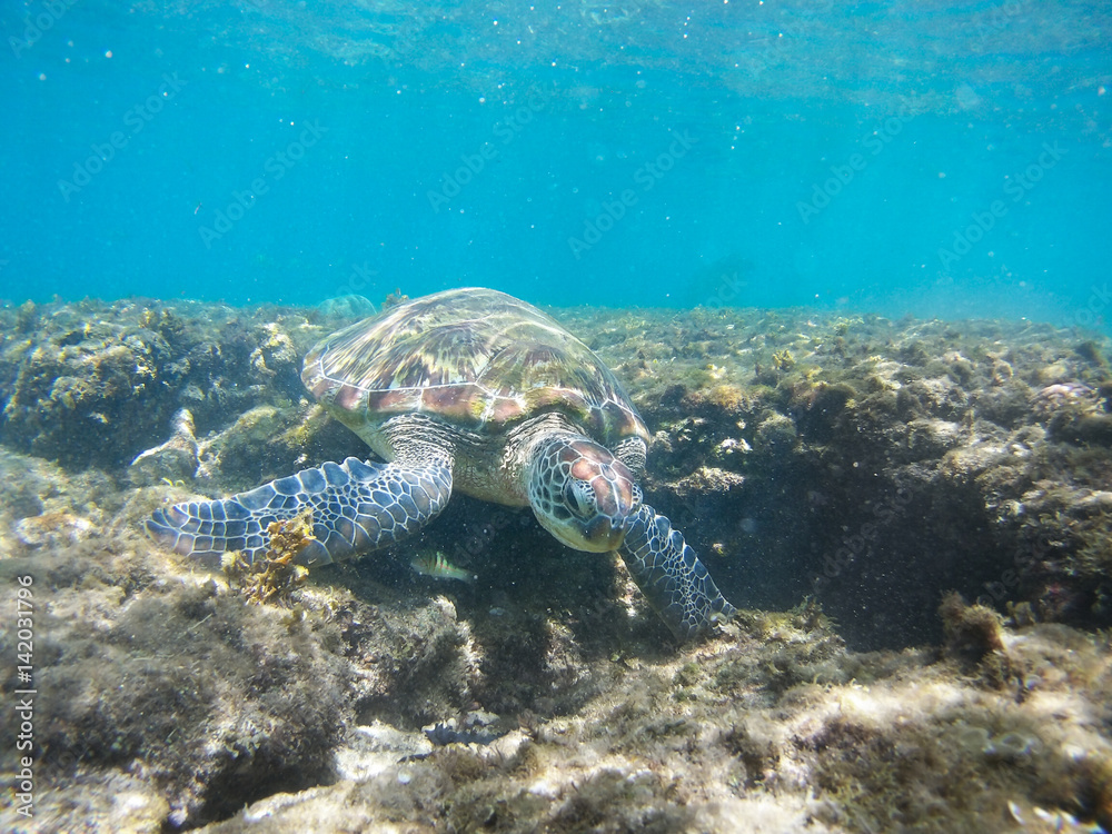 Turtle swimming underwater Turtle swimming underwater