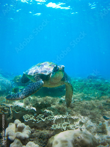 Turtle swimming underwater