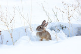 Cottontail rabbit crouching in snow covered field