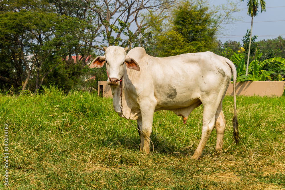 Livestock Livestock