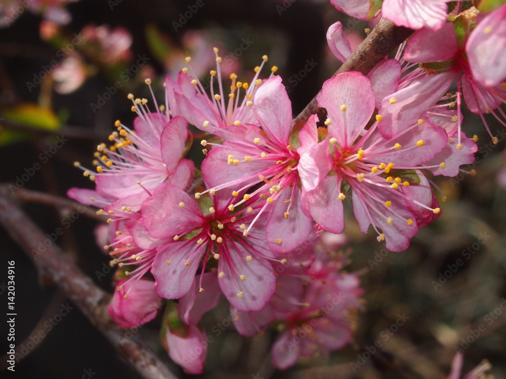 一重の庭桜 ヒトエノニワザクラ 一般的に見るニワザクラと違いピンクが濃く一重咲き とても小さい花で撮るのが難しい Stock 写真 Adobe Stock