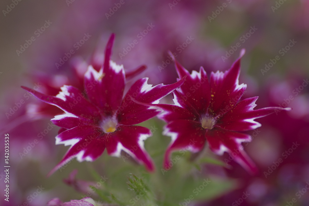 Obraz premium 赤星のようなナデシコ