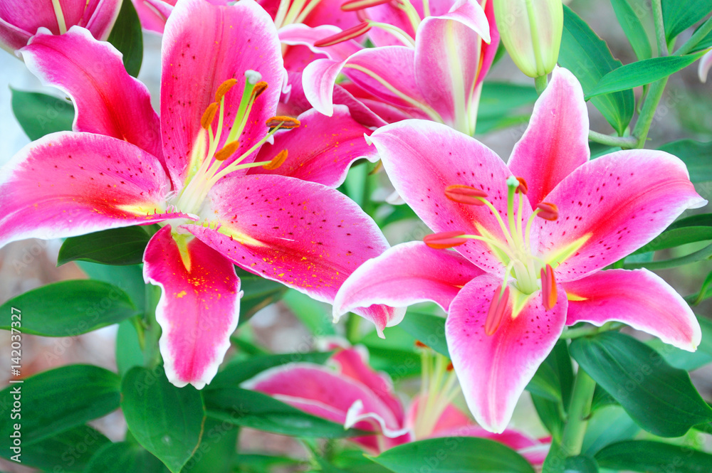 Obraz premium beautiful lilies blooming in spring garden