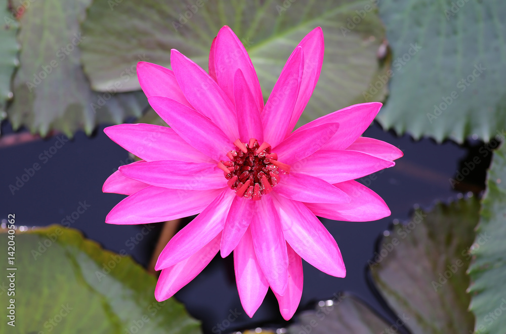 Pink lotus blossoms or water lily flowers blooming in pond Pink lotus blossoms or water lily flowers blooming in pond
