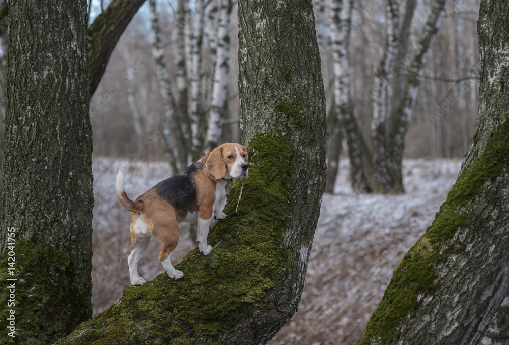 The Beagle in the spring woods climbs the tree