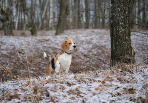 Fototapeta Naklejka Na Ścianę i Meble -  Portrait of a Beagle on a spring walk