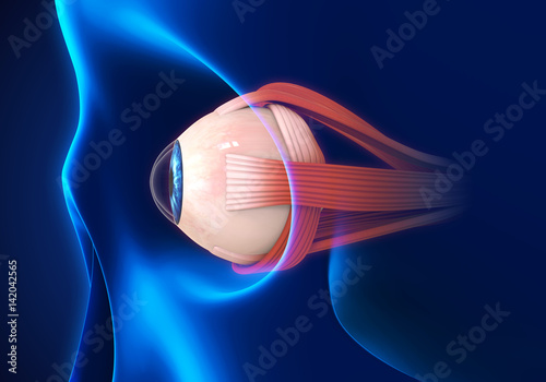 Human Eye Extraocular Muscles photo