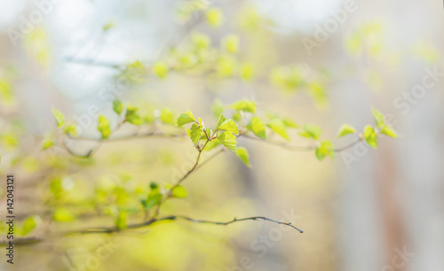 The small branch with leaves