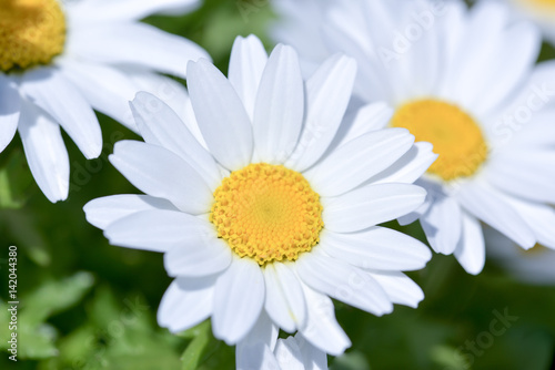 Marguerite