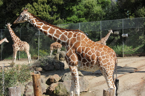 Giraffes in an enclosure