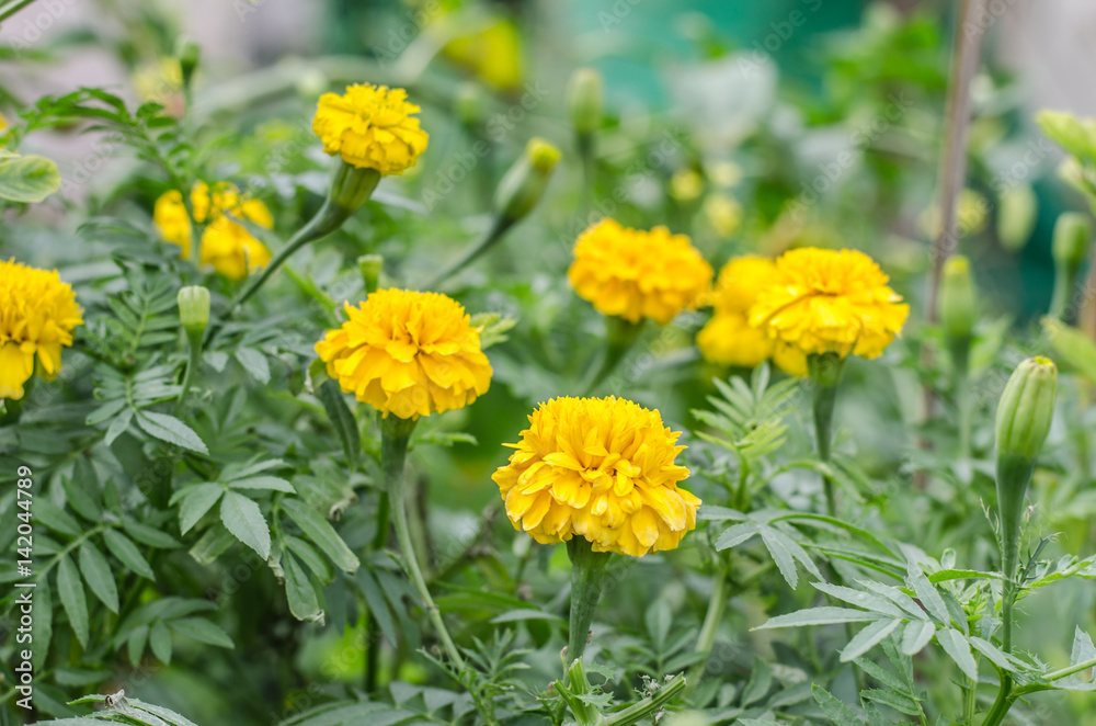 Marigold flowers in the garden near. Marigold flowers in the garden near.
