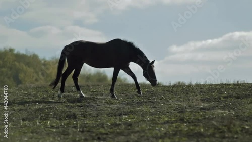 A beautiful horse walks the field