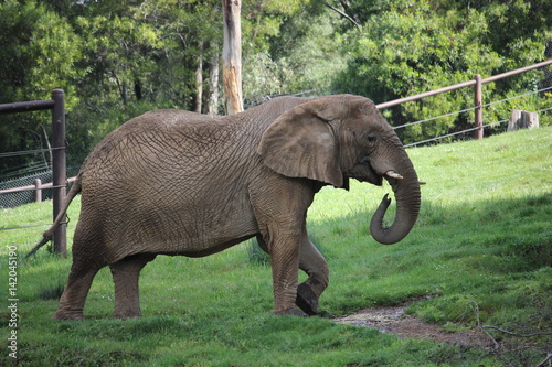 Large African Elephant in the safety of an enclosure