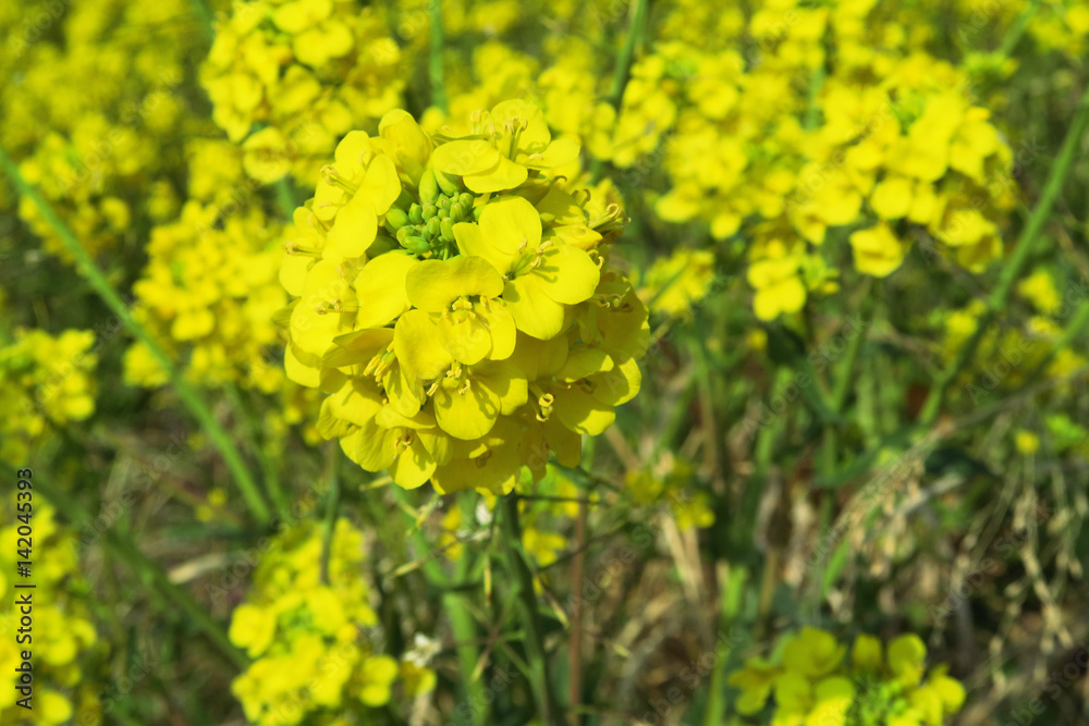 Obraz premium からし菜