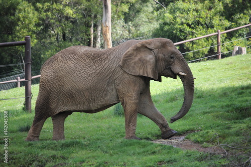 Large African Elephant in the safety of an enclosure