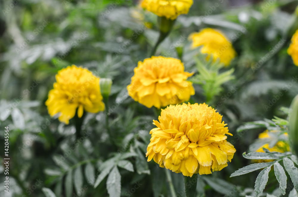 Marigold flowers in the garden near. Marigold flowers in the garden near.