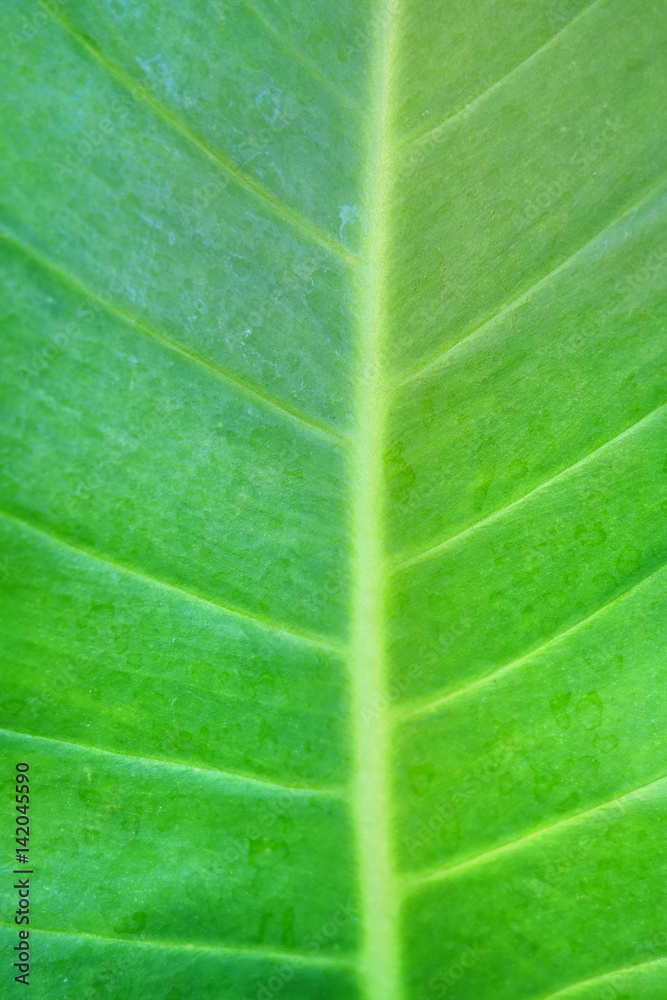 Texture of a green leaf. Texture of a green leaf.