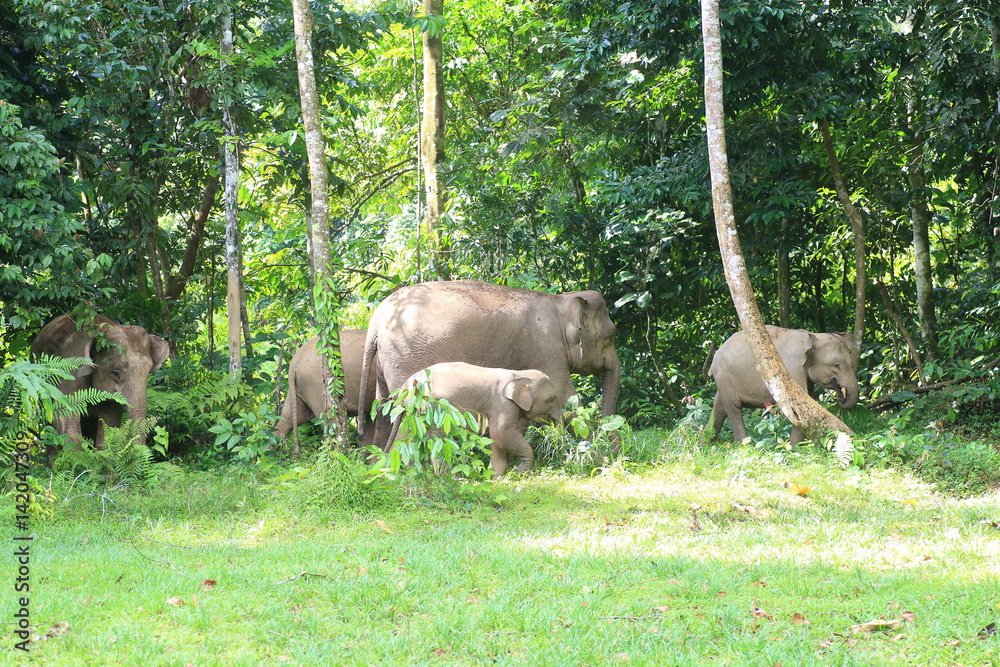 Fototapeta premium Borneo elephant (Elephas maximus borneensis) in Sabah, Borneo