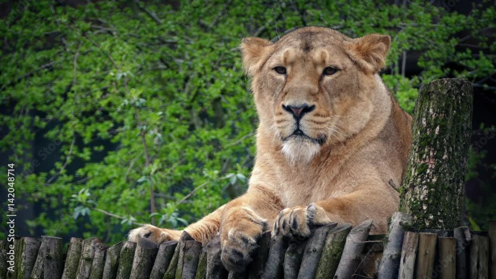 Lioness Looking Around In Reserve Lioness Looking Around In Reserve