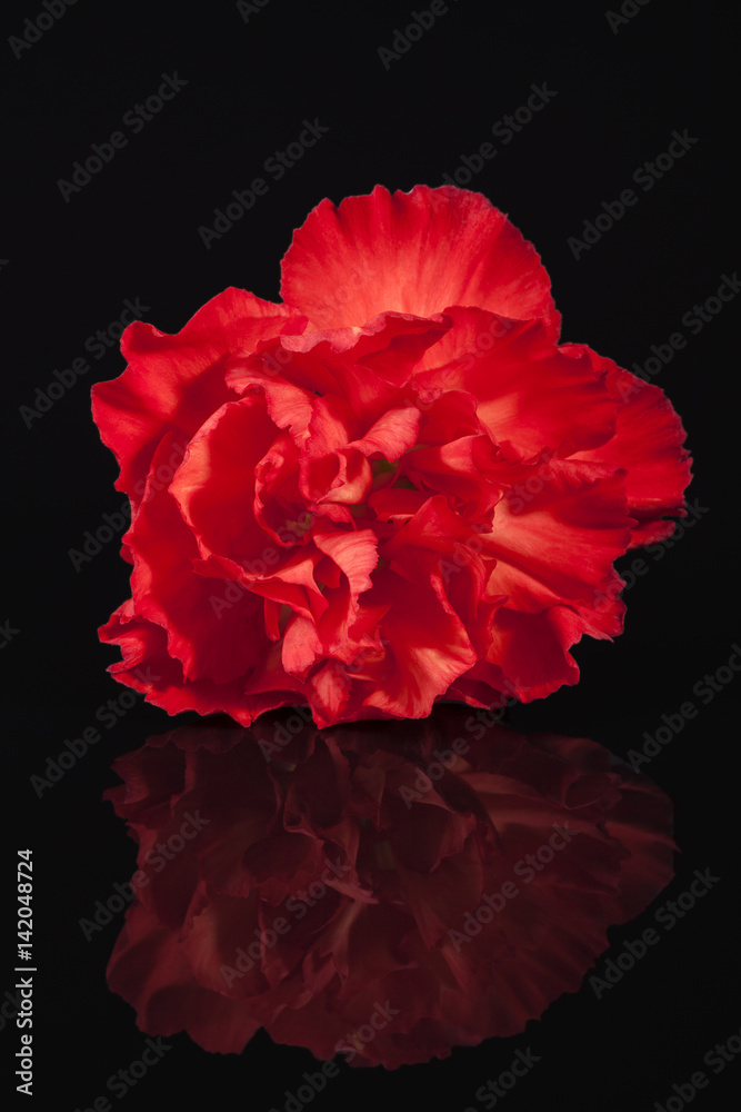 Flowers of red carnation  isolated on black  background