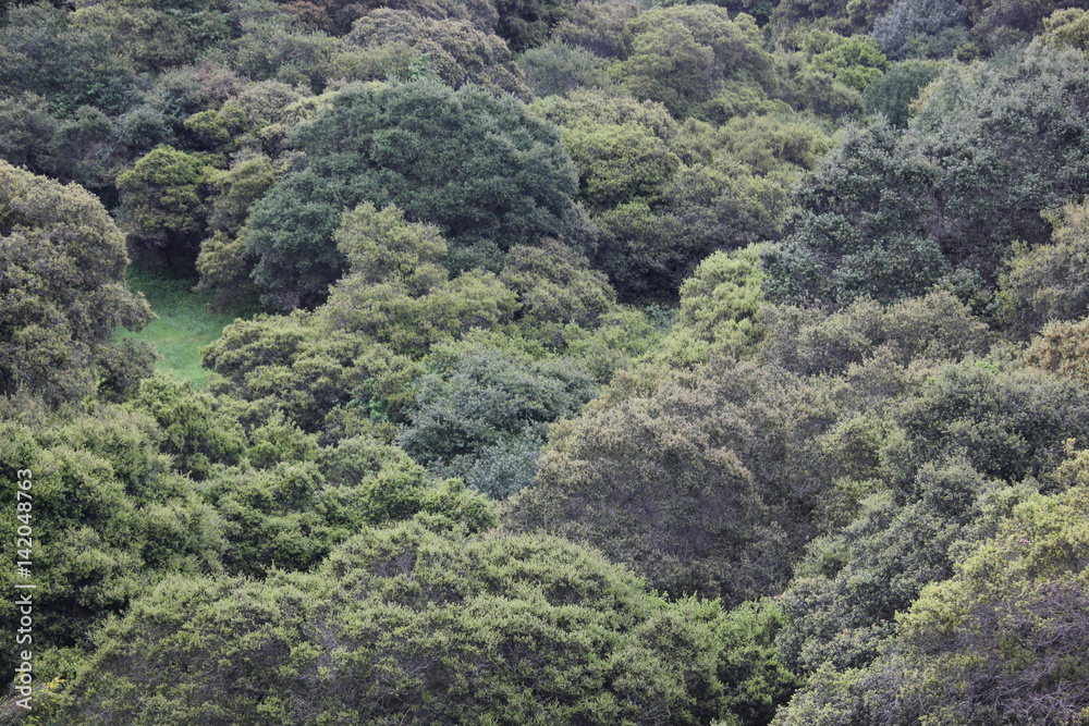 Top of a green dense forest