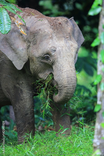 Borneo elephant (Elephas maximus borneensis) in Sabah, Borneo photo