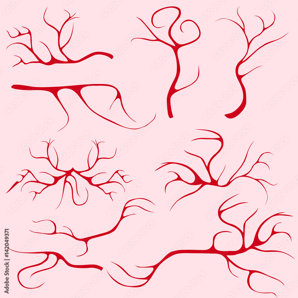 Blood vessels and capillaries Blood vessels and capillaries