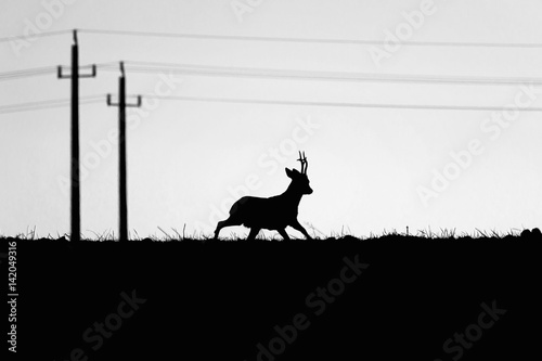 Deer silhouette on meadow, pylons in the background. Black and white.