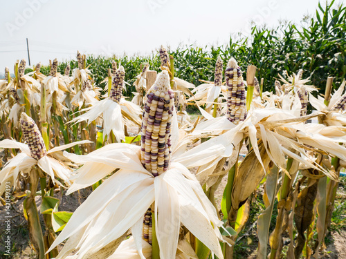 Ear of waxy corn in corn field