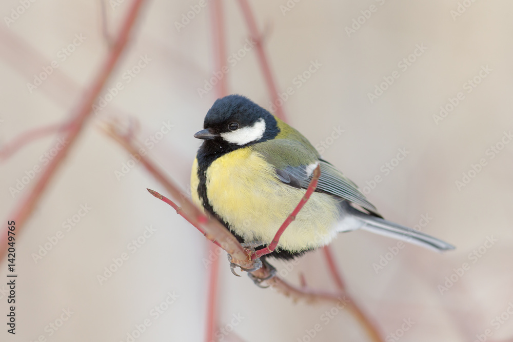Fototapeta premium titmouse on a branch closeup