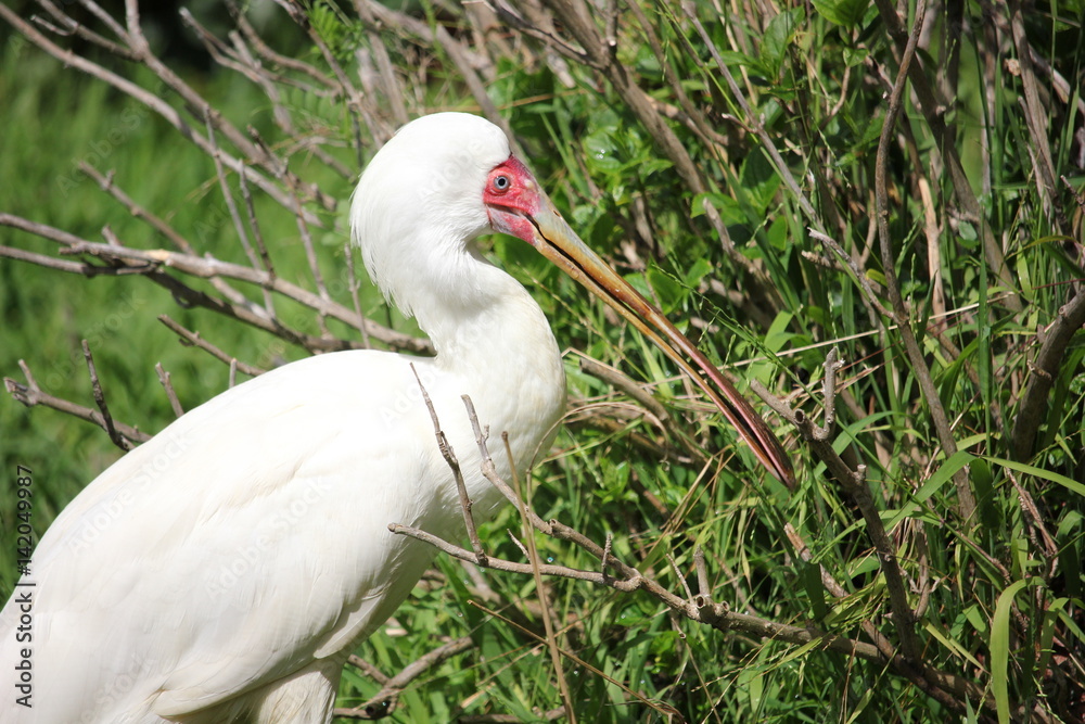 Fototapeta premium African spoonbill in the tall grass
