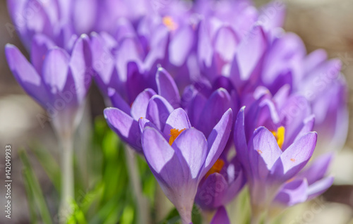 Beautiful violet crocuses flowers. Early spring close-up flowers with bright sunlight.