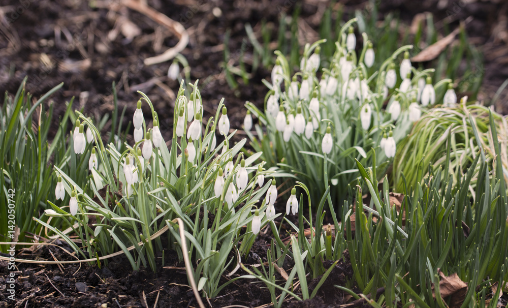 Snowdrops with flowers. Snowdrops with flowers.