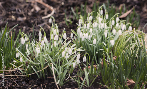 Snowdrops with flowers.