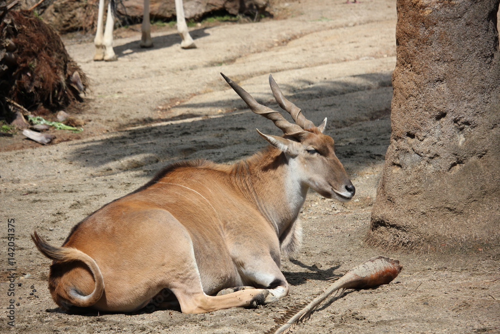 Common Eland laying by a tree Common Eland laying by a tree