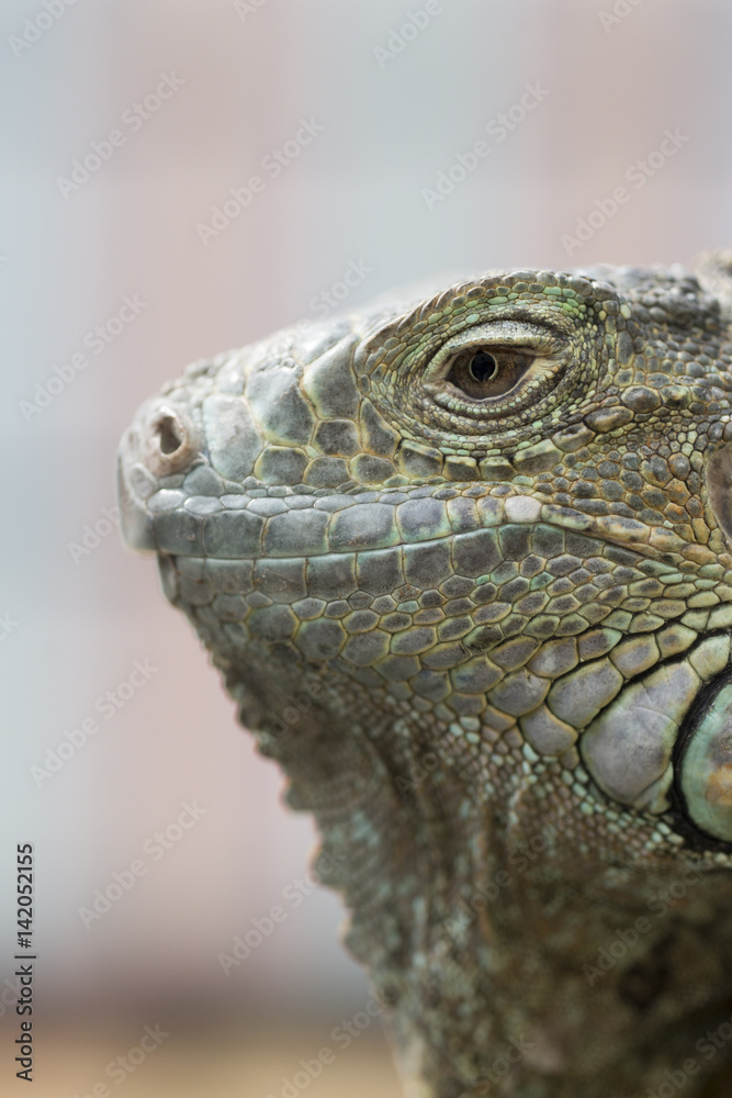 Fototapeta premium グリーンイグアナの顔面